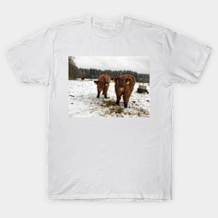 Scottish Highland Cattle Calves 1584 T-Shirt